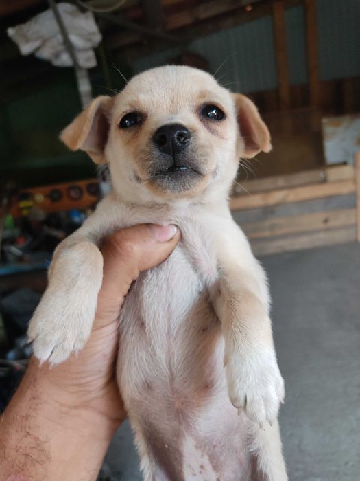 Цуценя безкоштовно