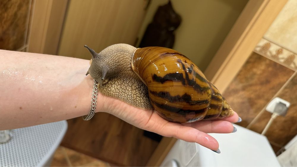 Achatina achatina Tiger giant African snail Nominal