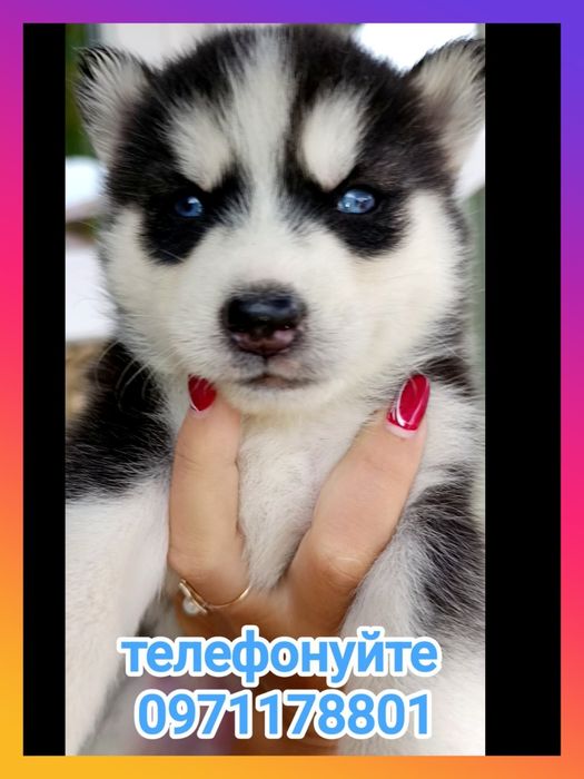 Хаски з любов’ю: хасята, що змінюють життя.