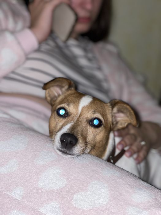 Джек Рассел в добрые руки