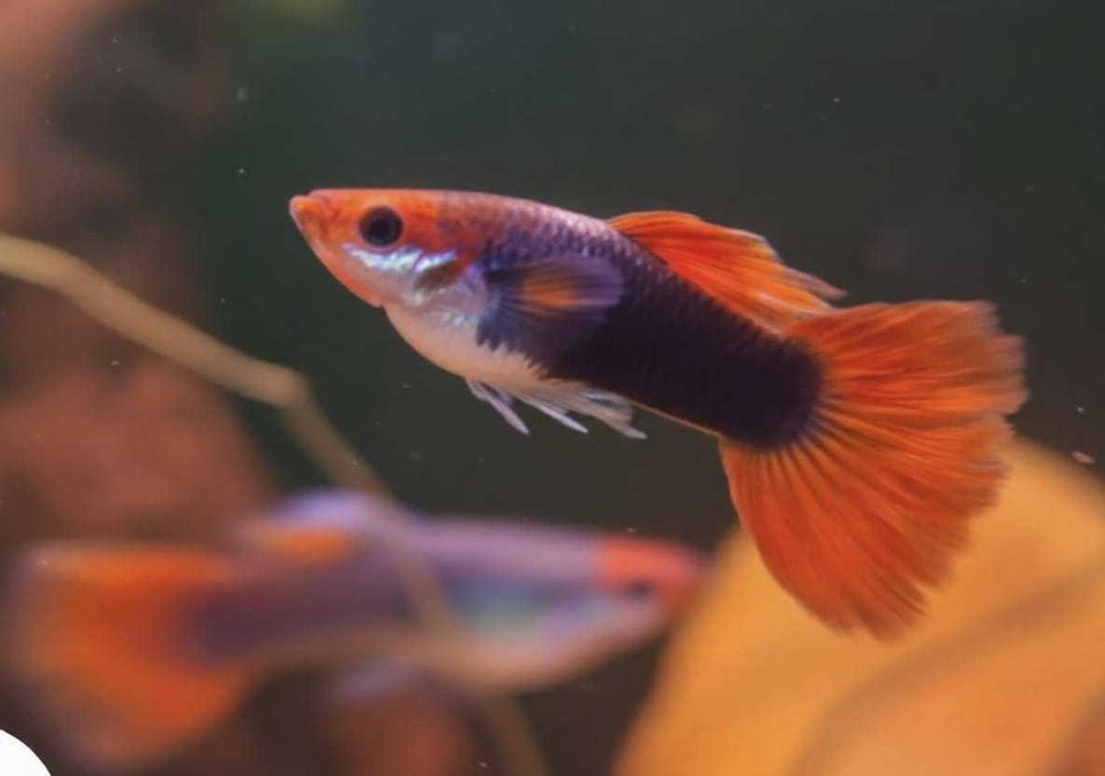Ancistrus super red SF/LF,Guppys, neocaridinas