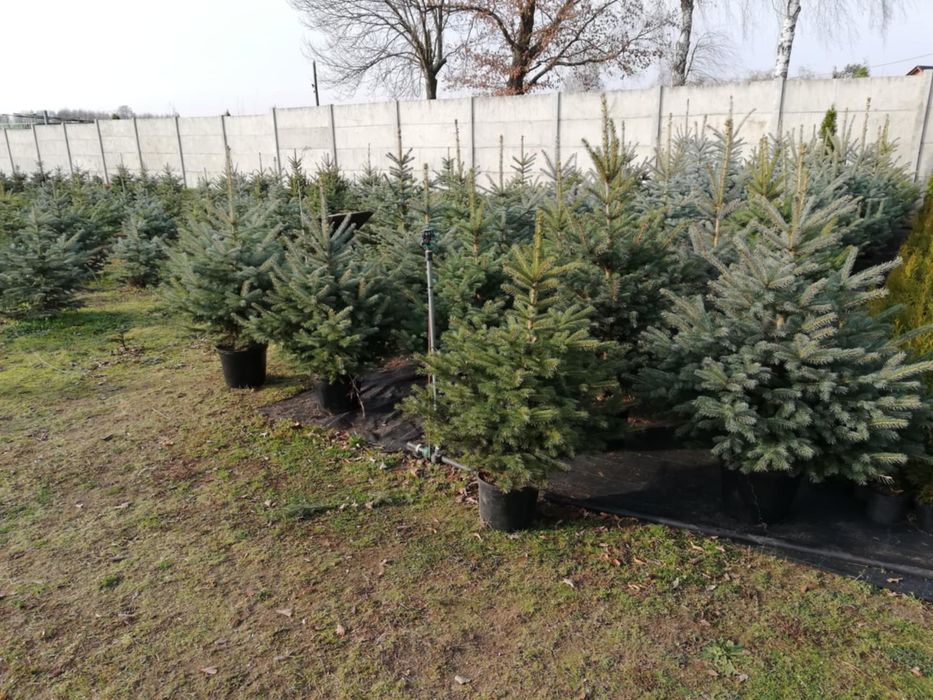 Choinki Świerk Srebrny Pospolity