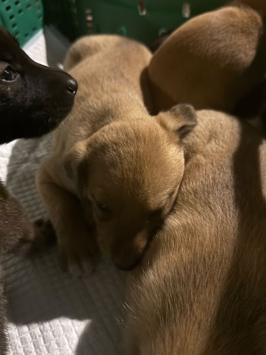 Cães bebés para adoção responsável