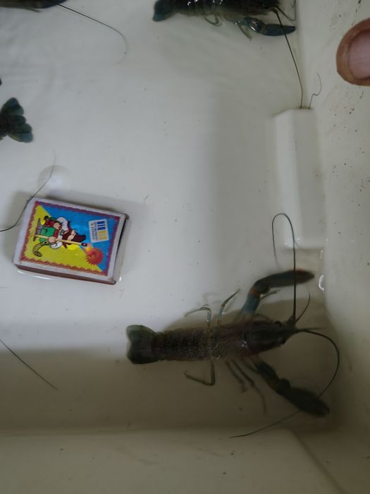 Продам австралійського червоноклешневого рака АККР