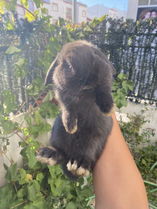 Holland Lop coelhos orelhudos
