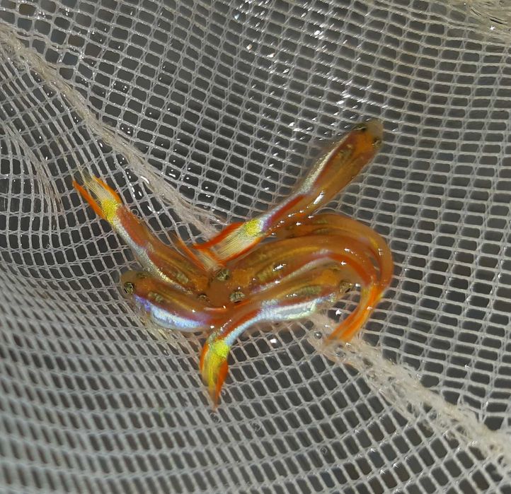 Gupik Endlera odmiana VIENNA LOWER - Poecilia wingei - dowóz, wysyłka