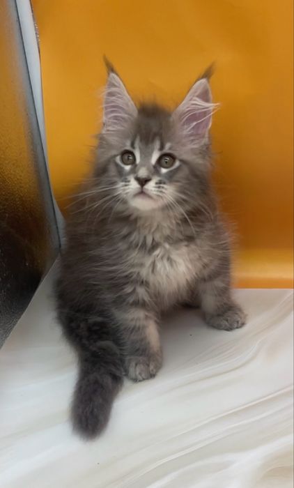 Мальчики и девочки голубые