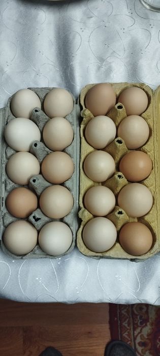 Sprzedam jajka wiejskie od kur z wolnego wybiegu