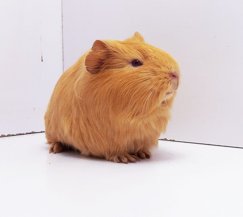 Морские свинки,клетки,корма,аксессуары