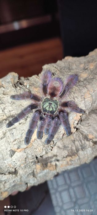 Pająk Ptasznik caribena versicolor