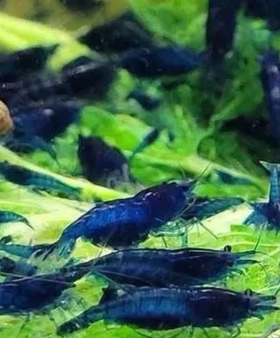 Krewetki  blue velvet