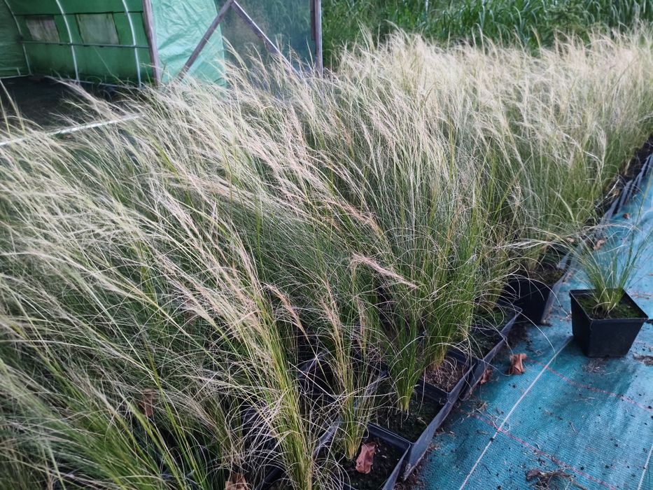 Miskant rozplenica stipa werbena