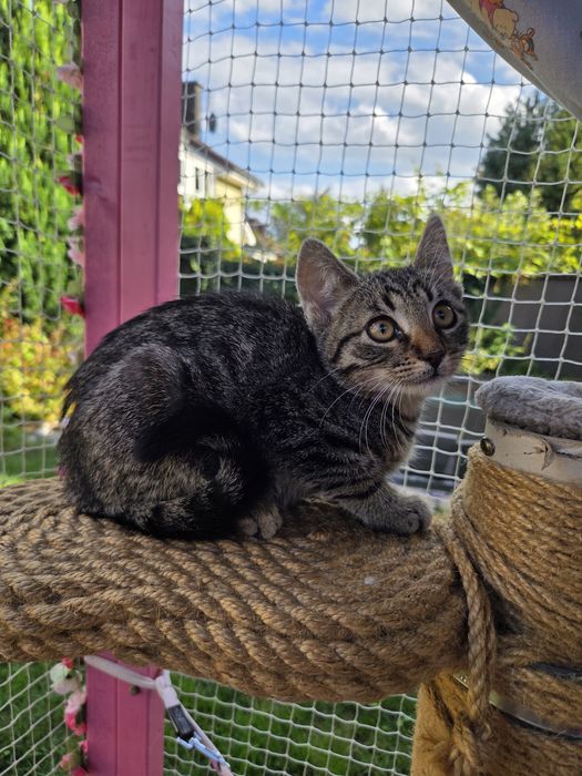 Kotek szuka domu