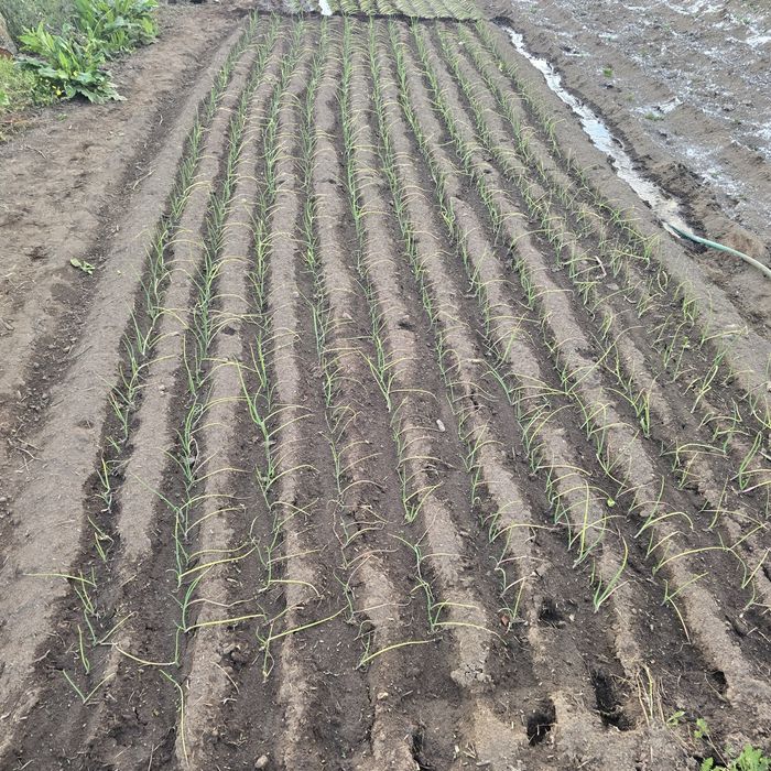 Cebolo para plantar