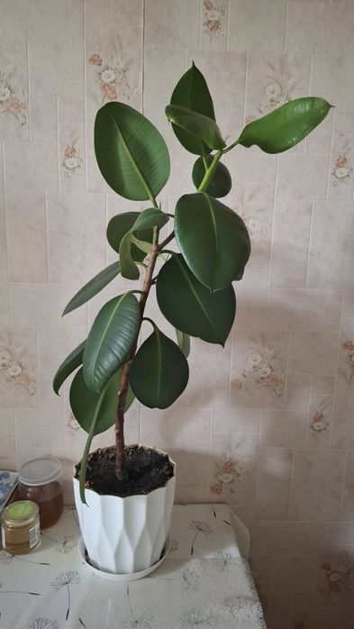 Фикус 80см растение цветок горшок
