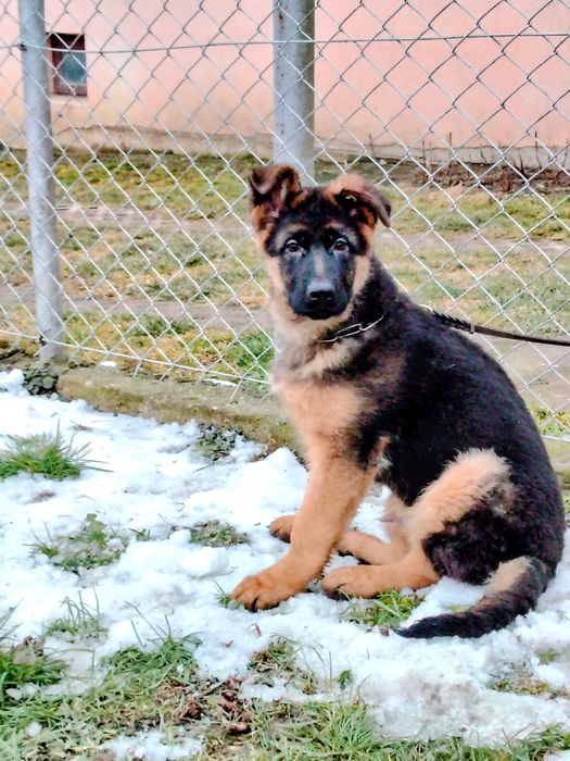 Owczarek Niemiecki krótkowłosy