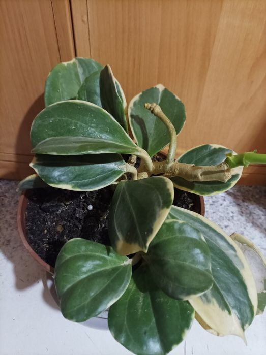 У продажу хойя Германі