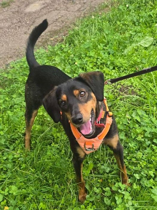 Собака, песик, цуценя