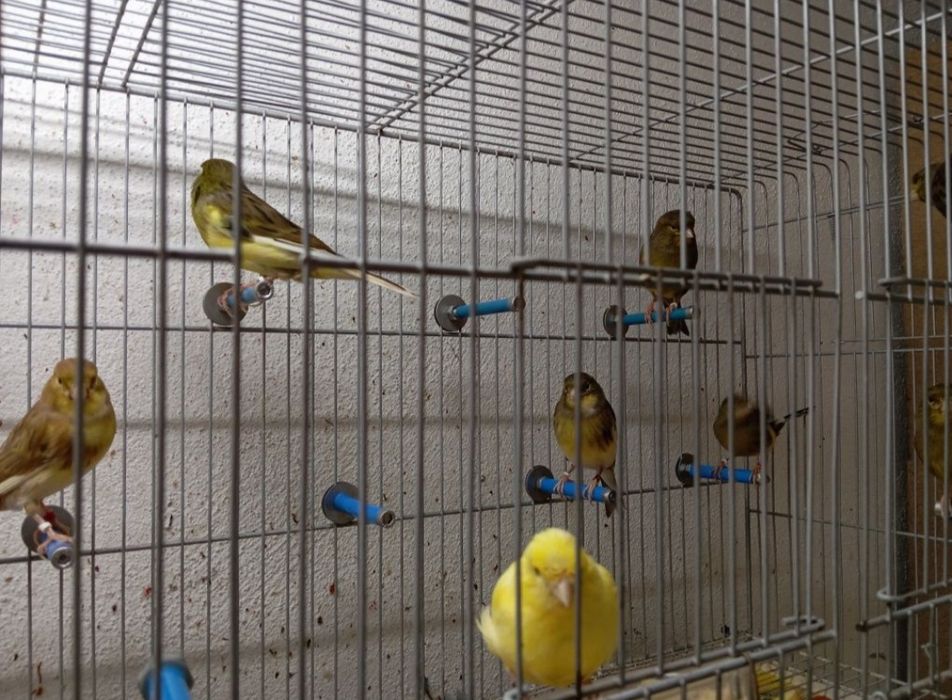 Canários para ceder lotes 12,5€ / un 15€