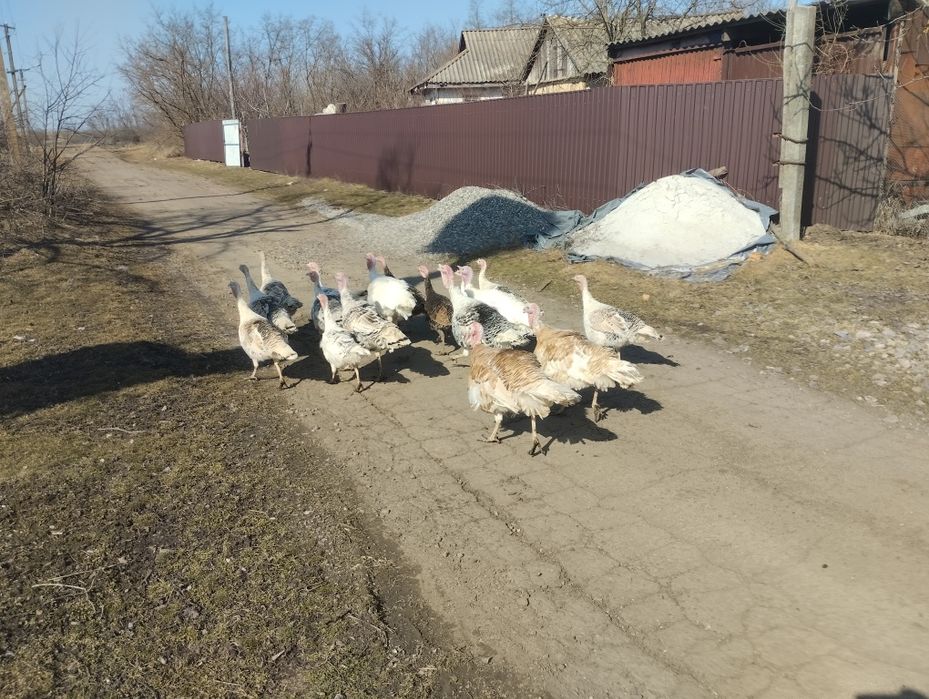 Продам Інкубаційне яйце індиків