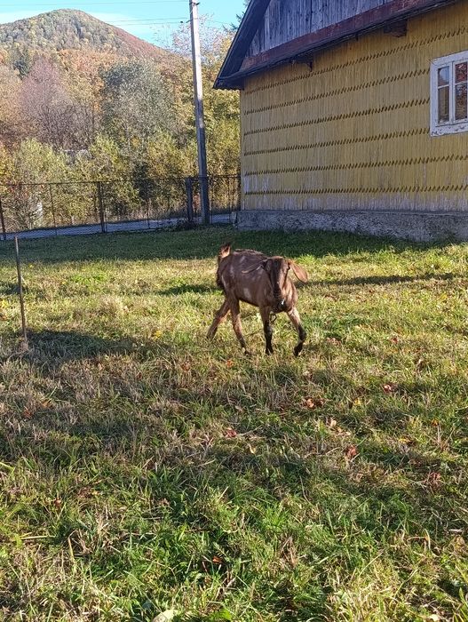 Козочка англо нубийская