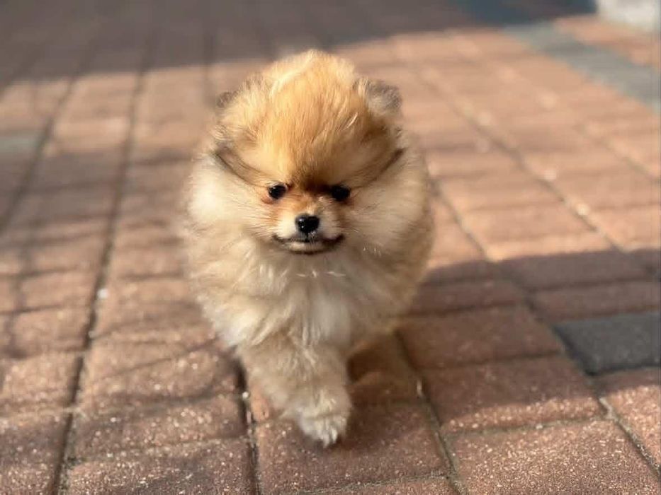 Szpic Miniaturowy Pomerania