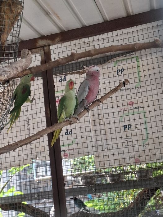 Casais  alexandrinos e penantes