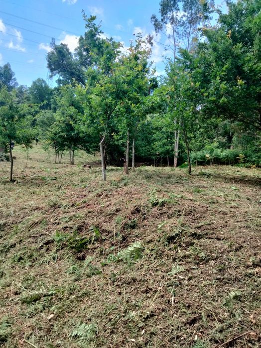 Limpezas de terrenos