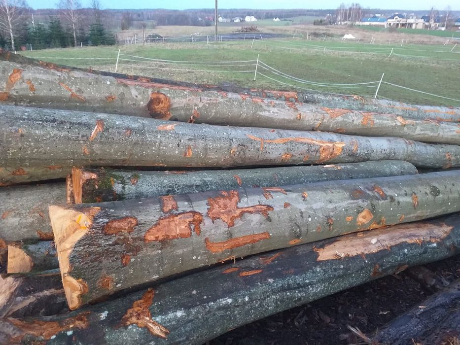 Buk tartaczny dłużyca