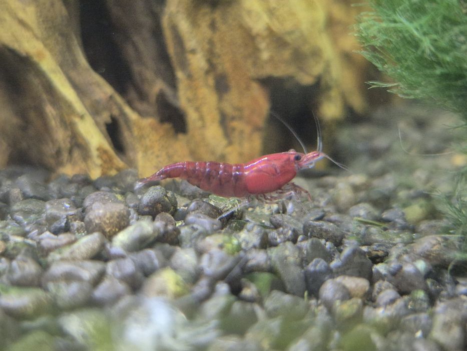 Krewetki Neocaridina poselekcyjne
