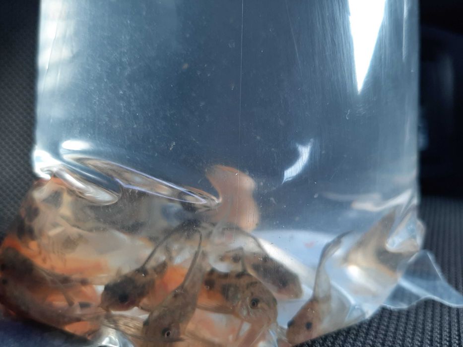 kiryski ( pstry, złoty, spiżowy)