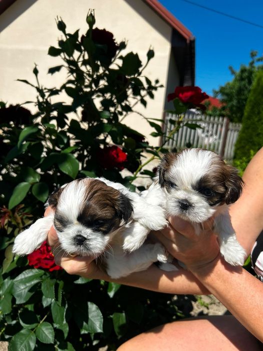 Shih tzu. Polecam