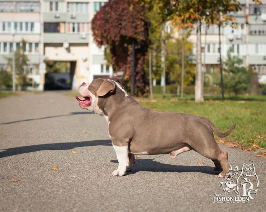 Вязка!!! Микро Поккет Американский Булли,  шикарный производитель