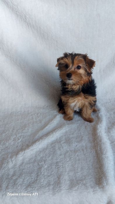 Yorkshire Terrier Biewer minimini Carrier GOTOWY DO ODBIORU!