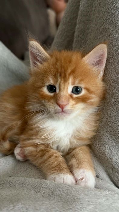 Kocięta Mainecoon Zielone Serce PL Hodowla Maine Coon