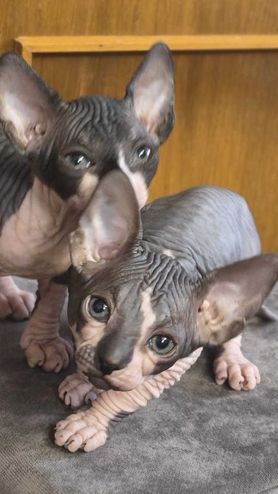 Малятка канадського сфінкса