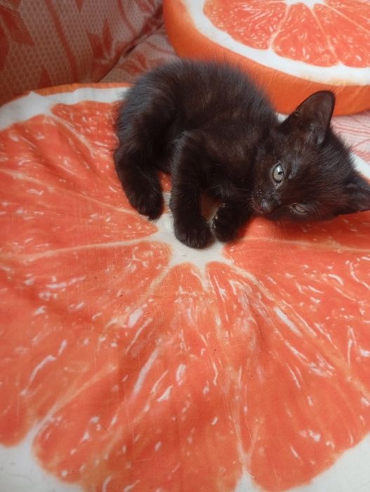 Кошеня  хлопчик в добрі руки
