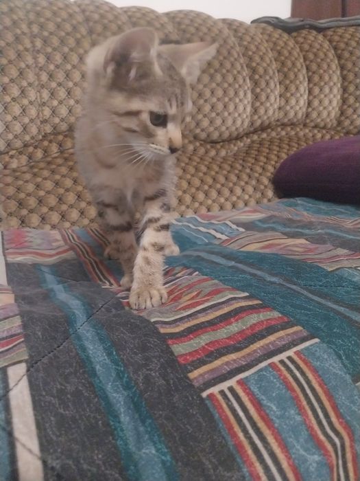 Gatinho para adopção 2 meses e meio