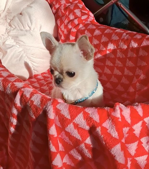 Мальчик чихуахуа