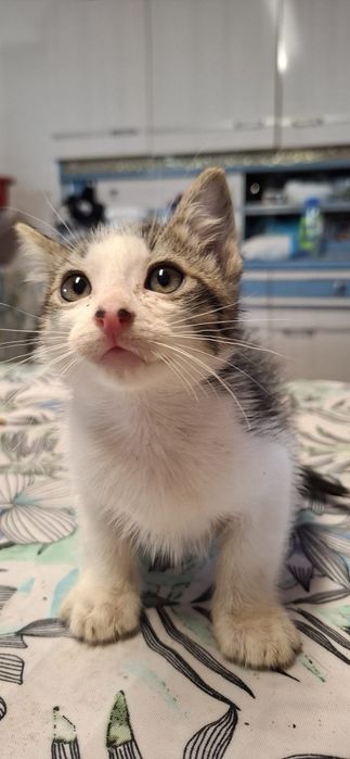 Gatinho macho tigrado e branco