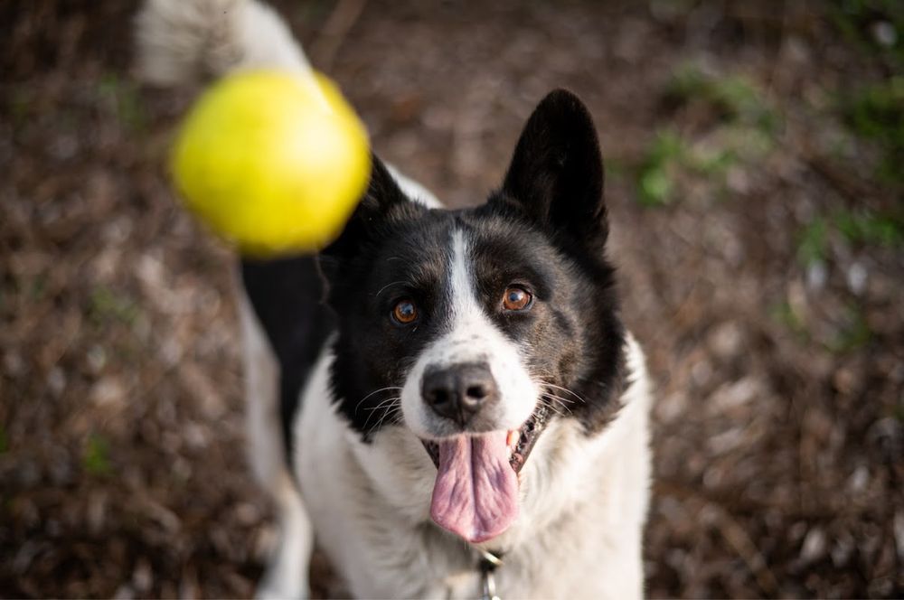 Mix ras Border Collie i Siberian Husky. Mądry, piękny i przyjazny pies