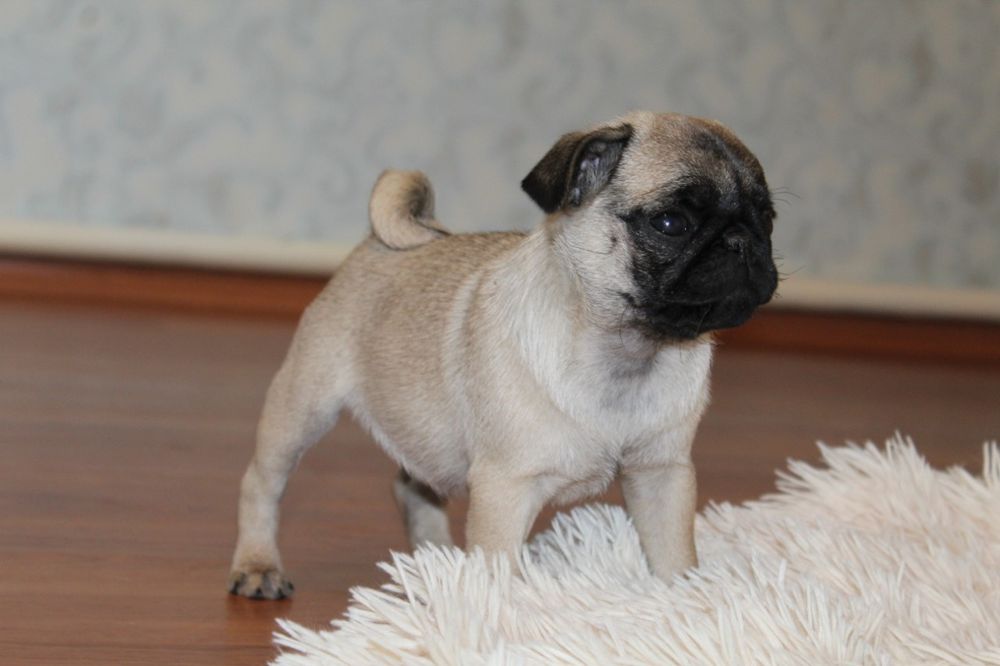 Бомбезні мопсики