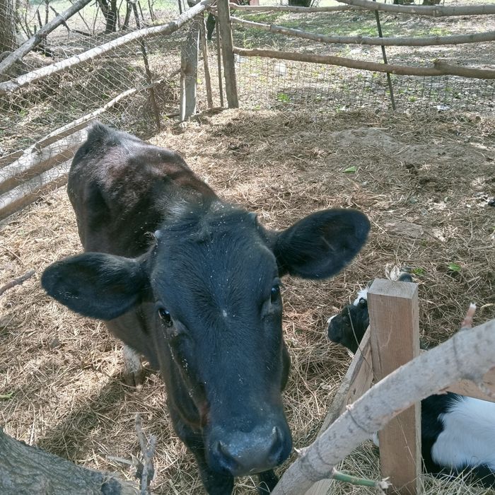 Продам телку срочно