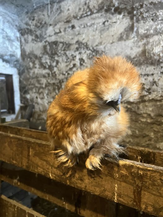 Jaja legowe kur silek usa