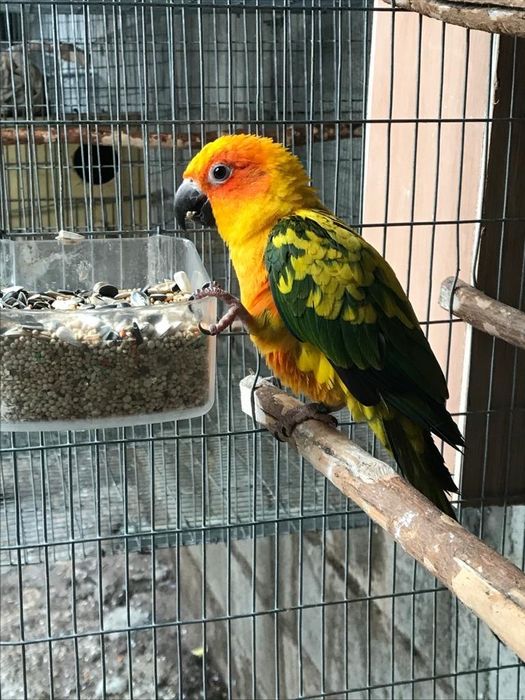 Lóris, Caturras , kakarikis entre outros ler anúncio completo