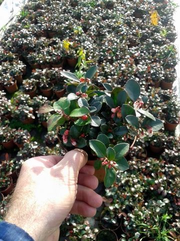 Golteria rozesłana na skarpy rabaty skalniaki roślina okrywowa tanio