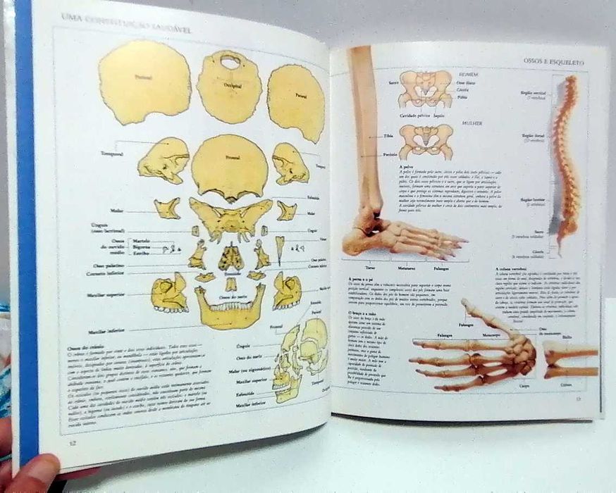 Ossos, Músculos e Articulações