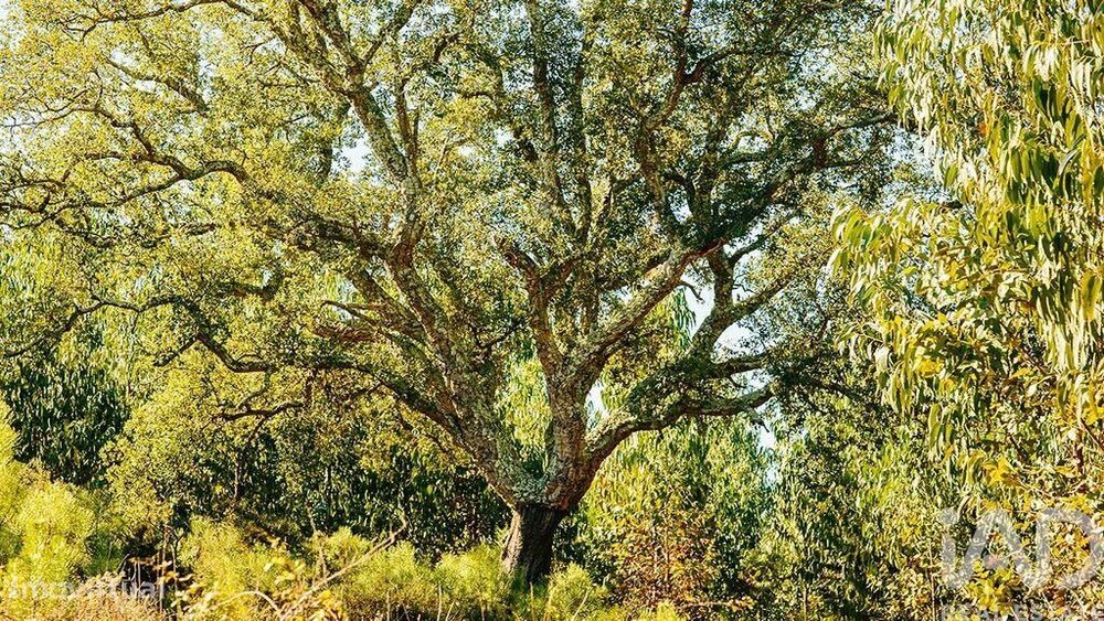 Terreno em Marmeleira e Assentiz de 23240,00 m2