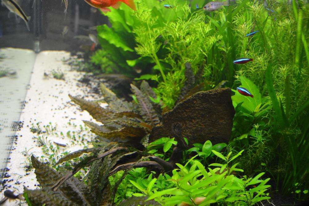 Vendo plantas para aquário