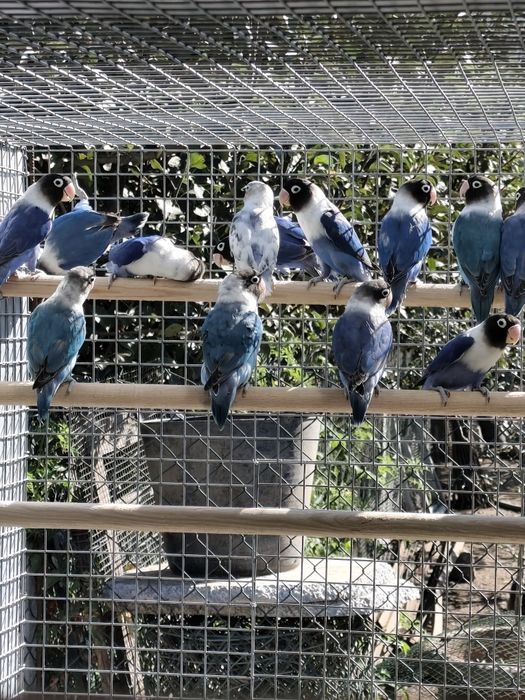 Agapornis Persunatus 2025